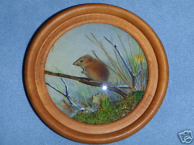 Mouse Vole
